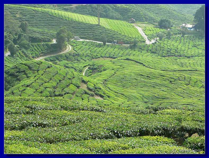 Malaysia Cameron Highlands Boh tea plantation-23
