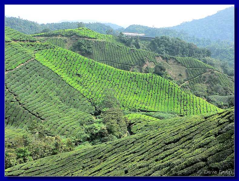 Malaysia Cameron Highlands Boh tea plantation-spf-cl-25