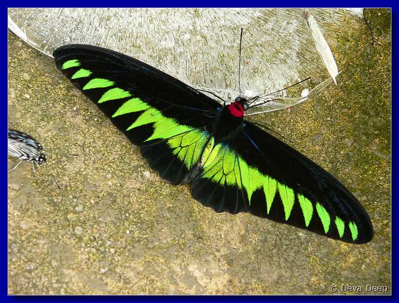 Malaysia Cameron Highlands Buitterfly garden Butterflies-17