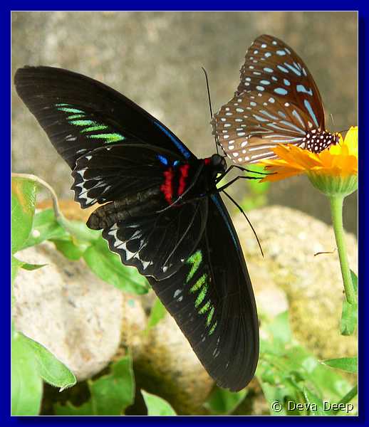 Malaysia Cameron Highlands Buitterfly garden Butterflies-19