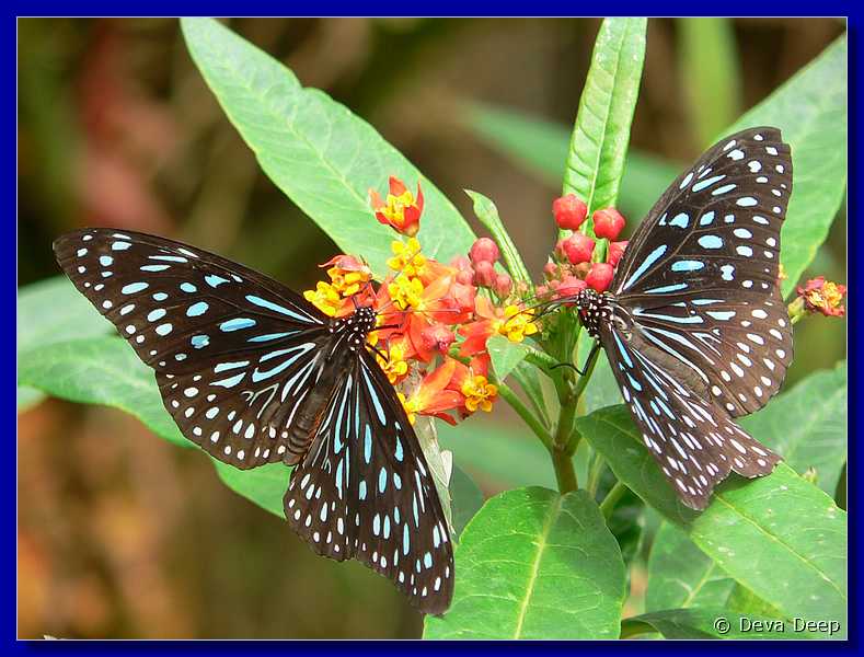 Malaysia Cameron Highlands Buitterfly garden Butterflies-21