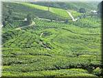 Malaysia Cameron Highlands Boh tea plantation-23.JPG