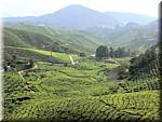 Malaysia Cameron Highlands Boh tea plantation-spf-24.jpg