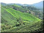 Malaysia Cameron Highlands Boh tea plantation-spf-cl-25.jpg