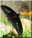 Malaysia Cameron Highlands Buitterfly garden Butterflies-19.JPG