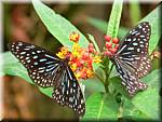 Malaysia Cameron Highlands Buitterfly garden Butterflies-21.JPG